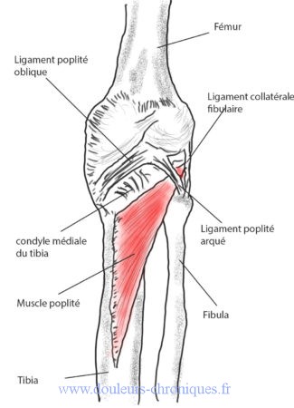 anatomie muscle poplité