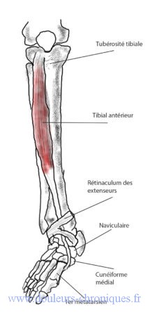 anatomie muscle tibial antérieur