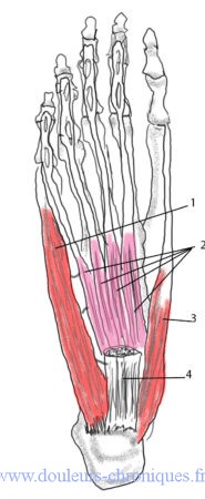 anatomie muscles intrinsèques superficiels du pied