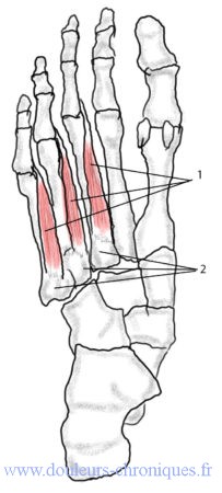 anatomie des msucles intrinséques profonds du pied