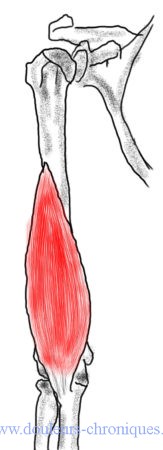 Anatomie du muscle brachial