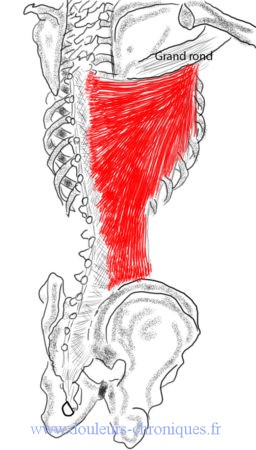 Anatomie du muscle grand dorsal