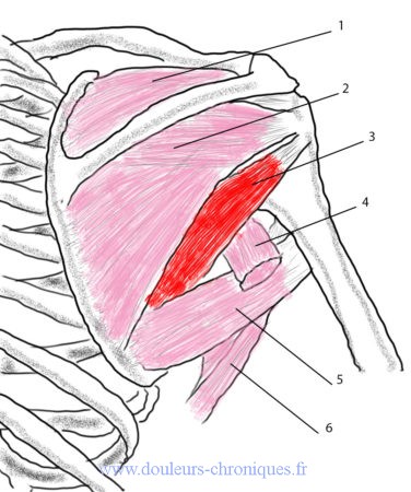 Anatomie muscle petit rond