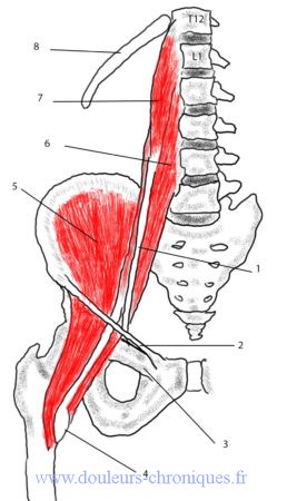 Anatomie muscle ilio-psoas