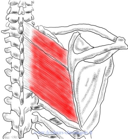 anatomei des muscles pietit et grand rhomboïdes