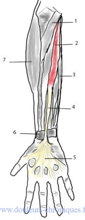 Anatomie du muscle long palmaire