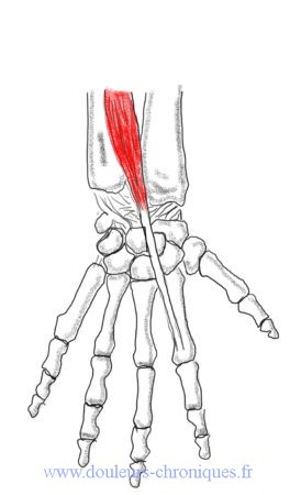 Anatomie muscle extenseur de l'index