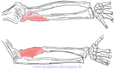 Anatomie du msucle supinateur de l'avant-bras