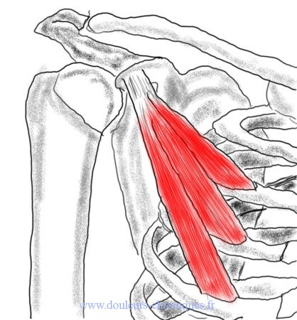 Anatomie du muscle petit pectoral