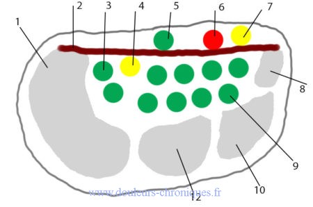 anatomie canal carpien