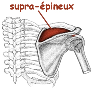 Anatomie du muscle supra-épineux