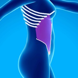 Anatomie des muscles abdominaux