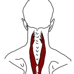 anatomie splénius du cou