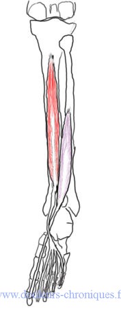 muscle long fléchisseurs des orteils