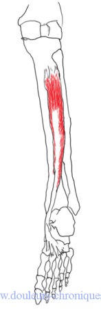 muscle tibial postérieur