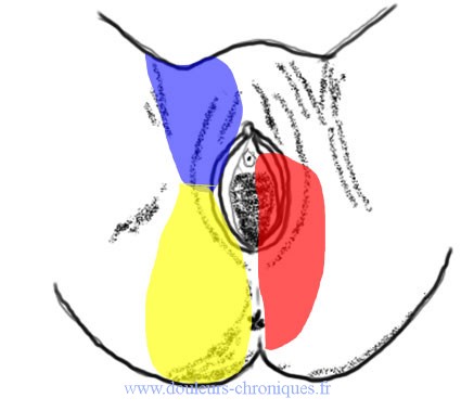 Perineal pelvic innervation in women