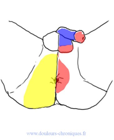 Male perineal pelvic innervation