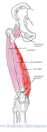 anatomie quadriceps fémoral