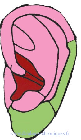 Referred nerve territory of the ear