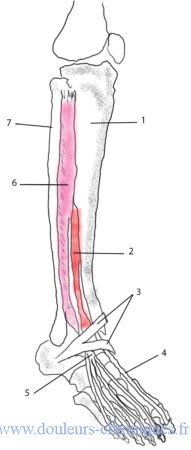 anatomie des muscles longs extenseurs des orteils