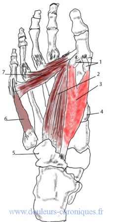 anatomie des muscles intrinsèques profonds du pied