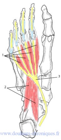 anatomie des muscles intrinsèques profonds du pied
