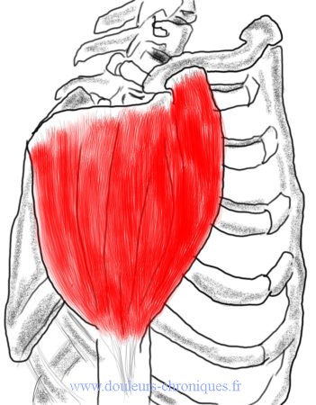 Anatomie du muscle deltoïde