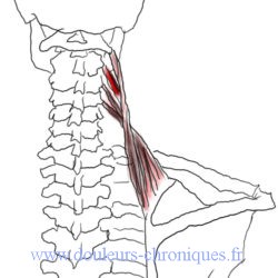anatomie muscle élévateur de la scapula