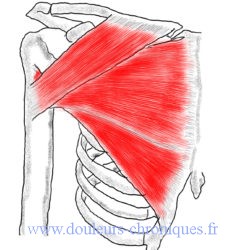anatomie du muscle pectoral