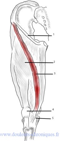 Anatomie du muscle sartorius
