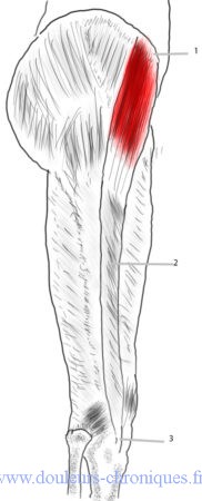 anatomie du muscle tenseur du fascia lata
