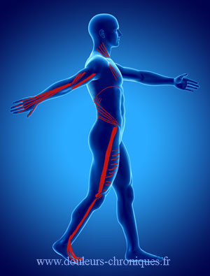 La chaîne musculaire postéro-antérieure-antéro-postérieure (PA AP)